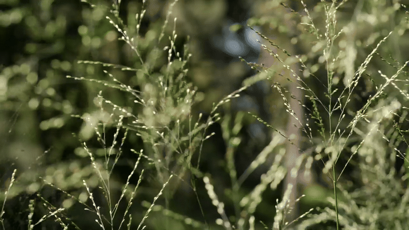 grassmove2 grassmove2